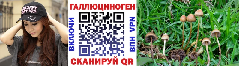 Псилоцибиновые грибы прущие грибы Светогорск